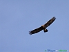 Uccelli accipitriformi 02-Aquila reale.jpg